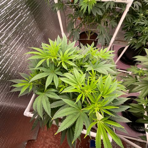 Lucyfur growlog timeline photo