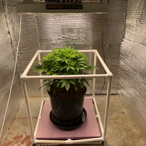 Candy Cane growlog timeline photo