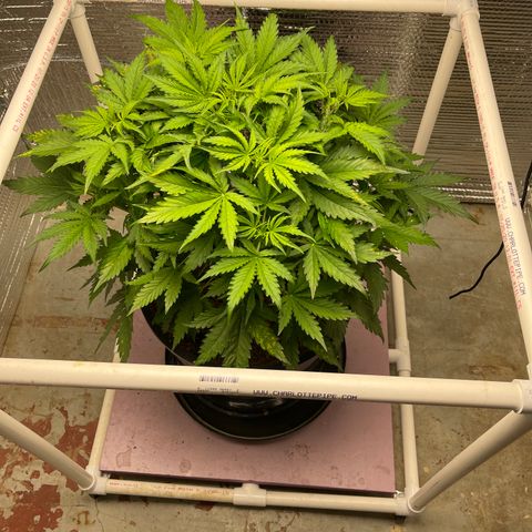 Candy Cane growlog timeline photo
