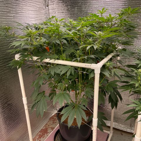 Princess Grodd growlog timeline photo