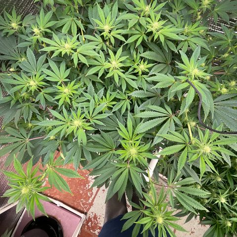 Princess Grodd growlog timeline photo