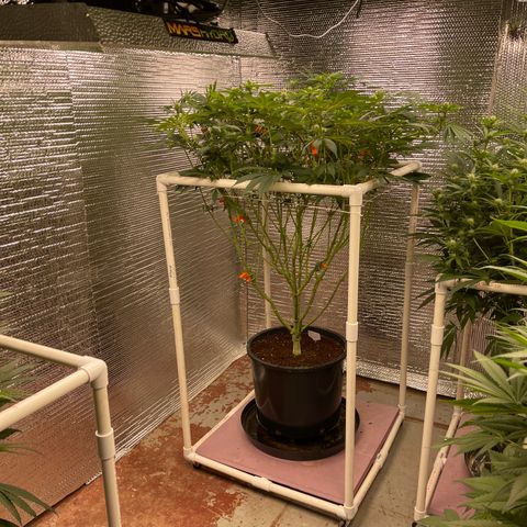 Princess Grodd growlog timeline photo
