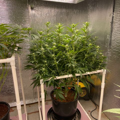 GI Jane growlog timeline photo