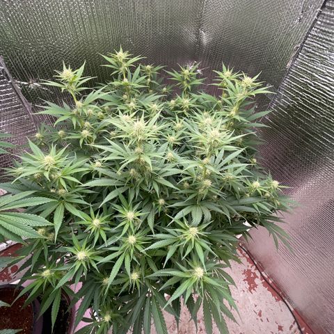 GI Jane growlog timeline photo