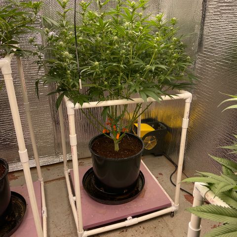 GI Jane growlog timeline photo