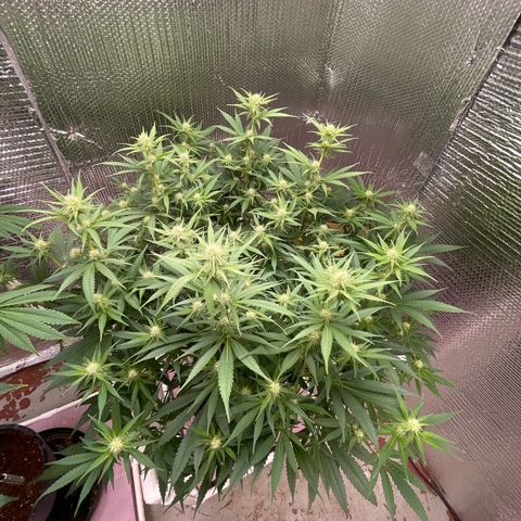 GI Jane growlog timeline photo