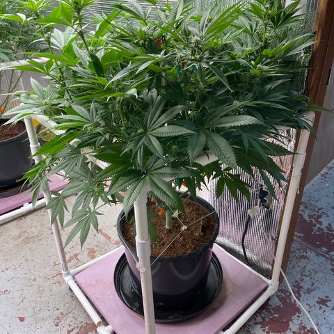Harle Quin growlog timeline photo