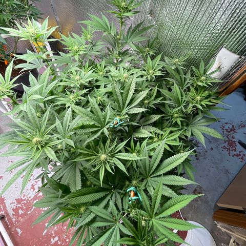 Harle Quin growlog timeline photo