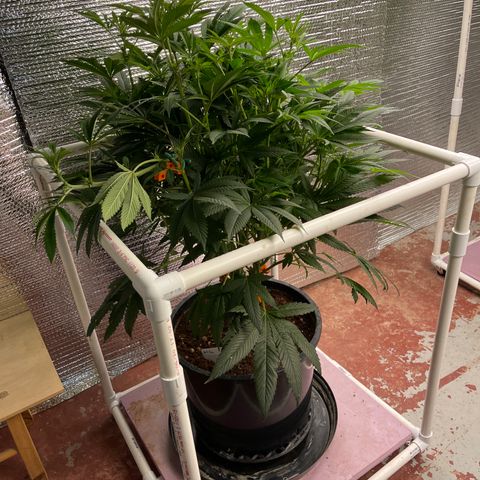 Lucyfur growlog timeline photo