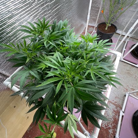 Lucyfur growlog timeline photo