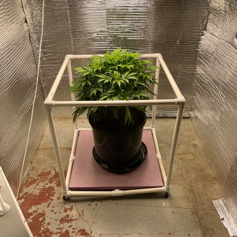 Candy Cane growlog timeline photo