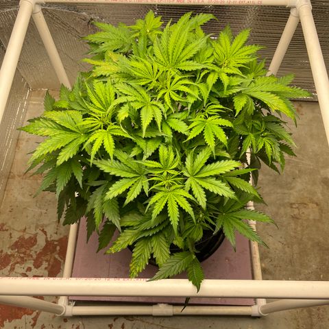 Candy Cane growlog timeline photo
