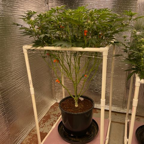 Princess Grodd growlog timeline photo
