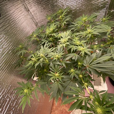 Princess Grodd growlog timeline photo