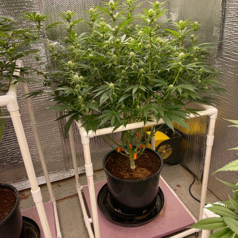 GI Jane growlog timeline photo