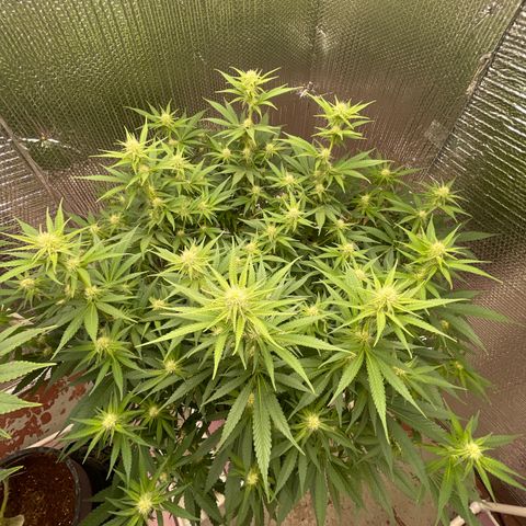 GI Jane growlog timeline photo