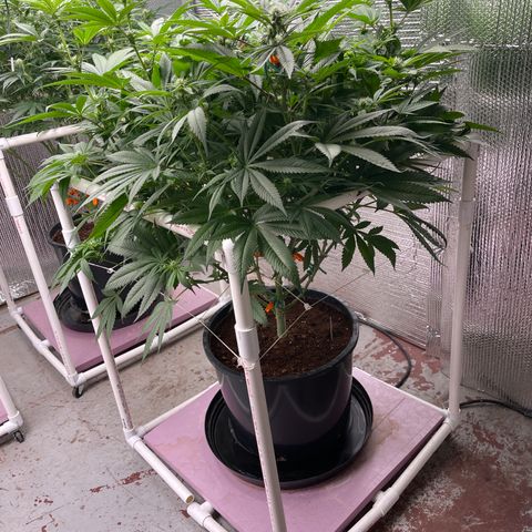 Harle Quin growlog timeline photo