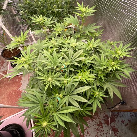 Harle Quin growlog timeline photo