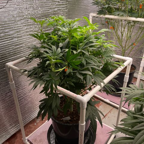Lucyfur growlog timeline photo
