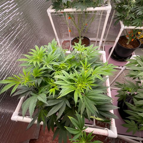 Lucyfur growlog timeline photo