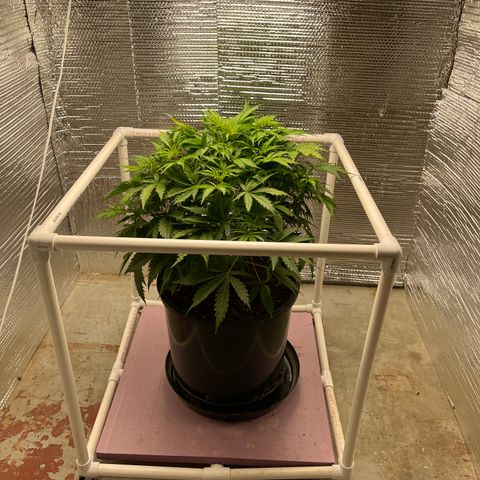 Candy Cane growlog timeline photo