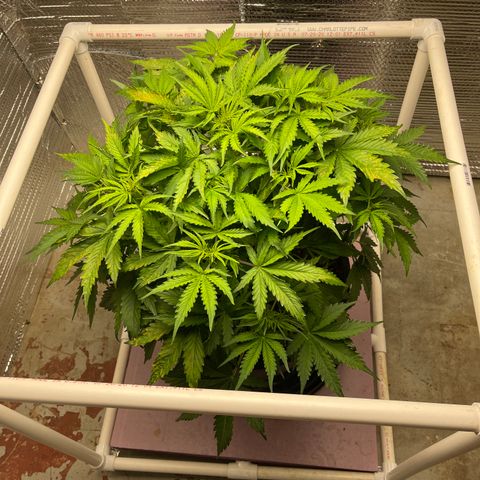 Candy Cane growlog timeline photo