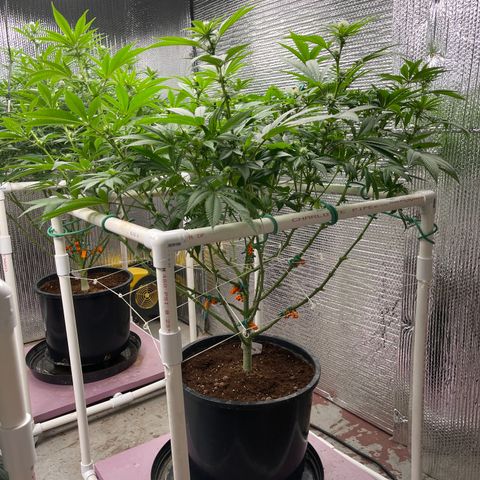 Harle Quin growlog timeline photo