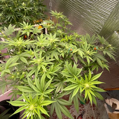 Harle Quin growlog timeline photo