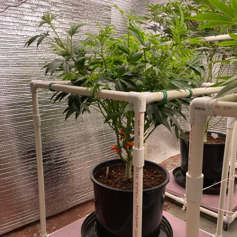 Lucyfur growlog timeline photo