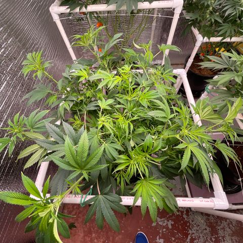 Lucyfur growlog timeline photo