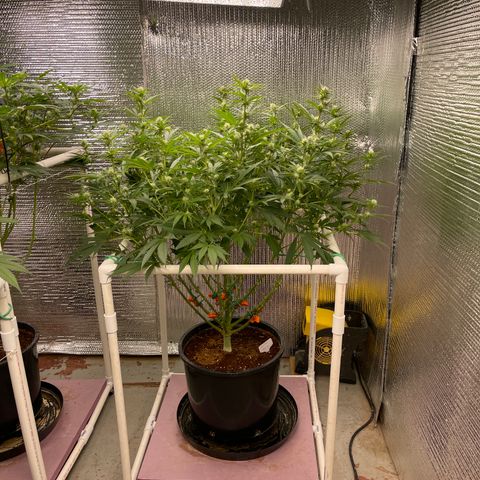 GI Jane growlog timeline photo