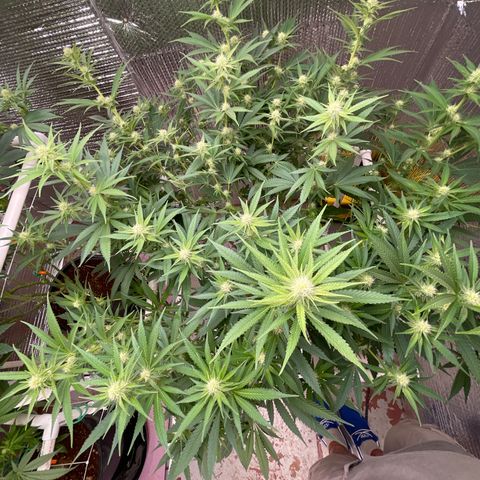 GI Jane growlog timeline photo