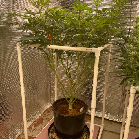 Princess Grodd growlog timeline photo