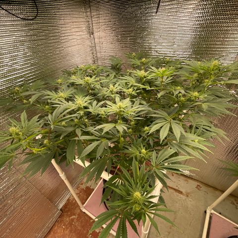 Princess Grodd growlog timeline photo