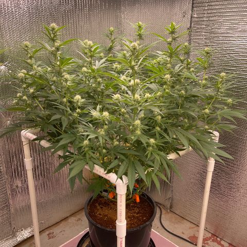 GI Jane growlog timeline photo