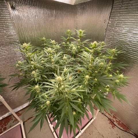 GI Jane growlog timeline photo