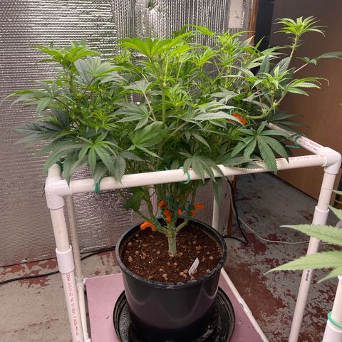 Lucyfur growlog timeline photo