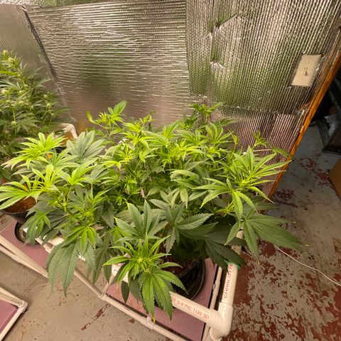 Lucyfur growlog timeline photo