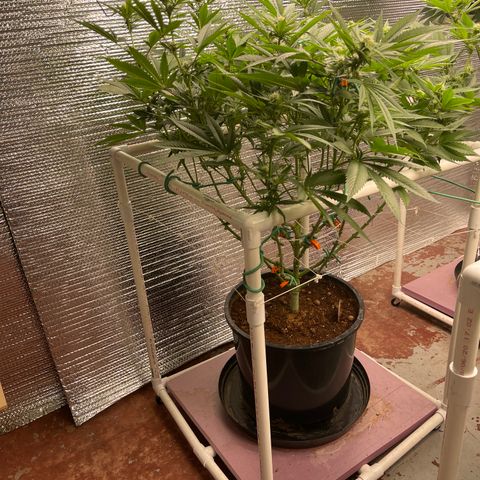 Harle Quin growlog timeline photo