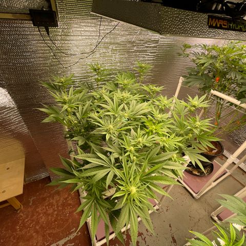 Harle Quin growlog timeline photo
