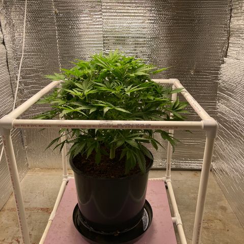 Candy Cane growlog timeline photo
