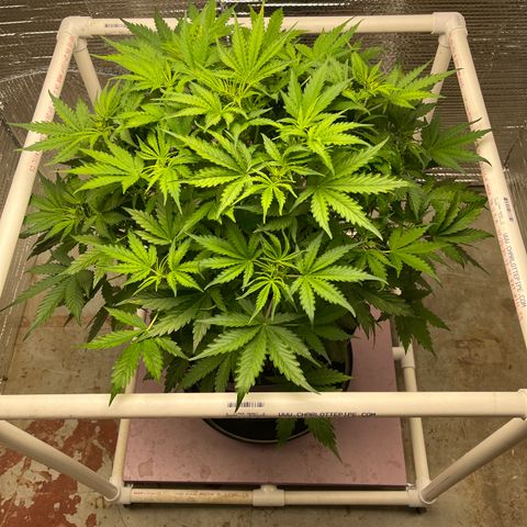Candy Cane growlog timeline photo