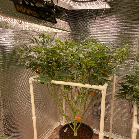Princess Grodd growlog timeline photo