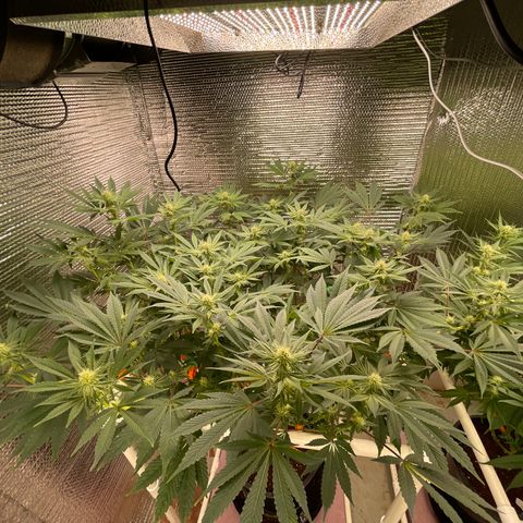Princess Grodd growlog timeline photo