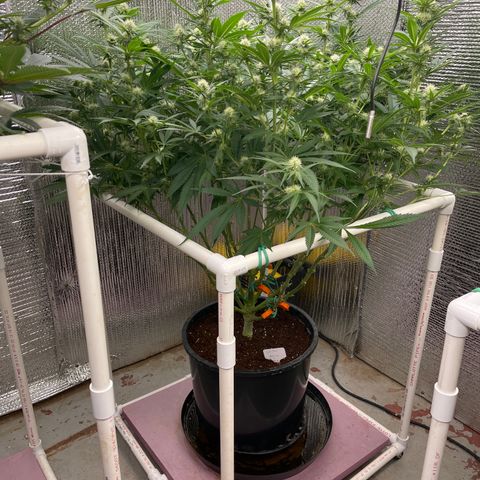 GI Jane growlog timeline photo