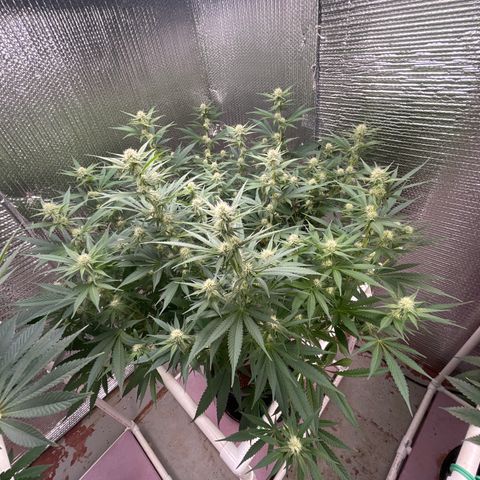 GI Jane growlog timeline photo