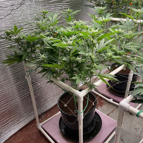 Harle Quin growlog timeline photo