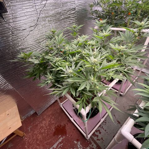 Harle Quin growlog timeline photo