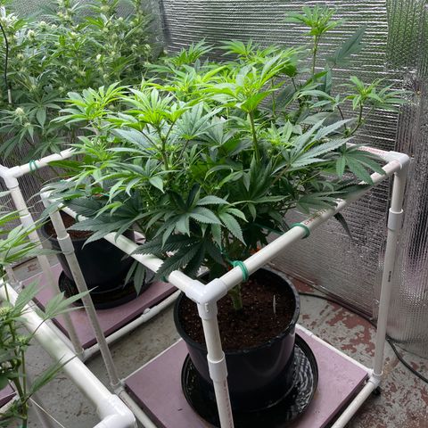 Lucyfur growlog timeline photo