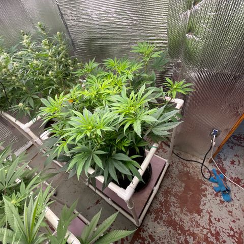 Lucyfur growlog timeline photo